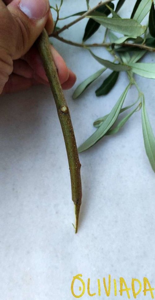 Grafting Olive Trees 4 Techniques Graft Aftercare Oliviada