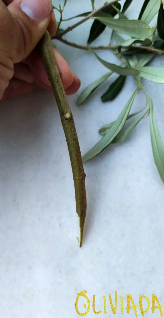 cleft grafting olive trees process
