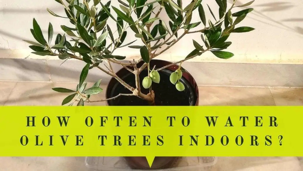 how often to water olive trees indoors & how much