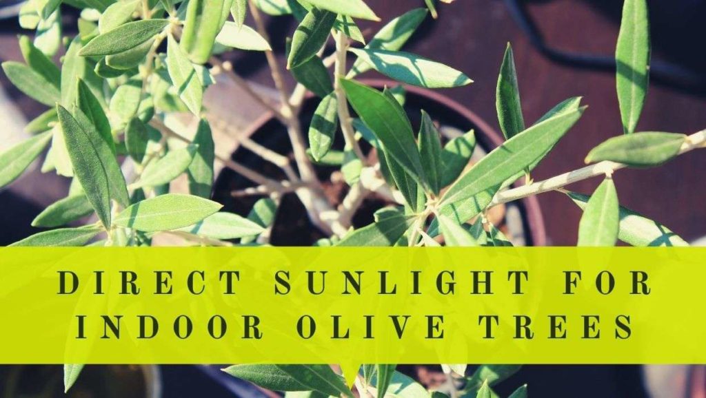 do indoor olive trees need direct sunlight