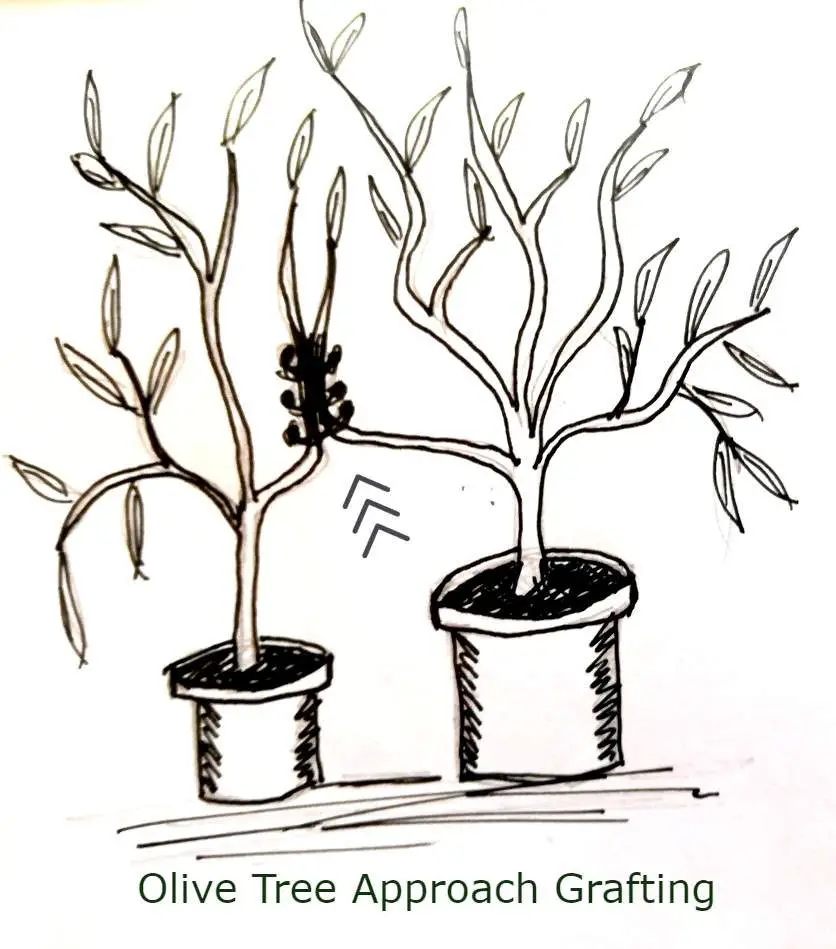 olive tree approach grafting
