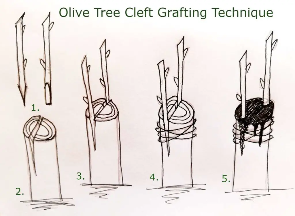 olive tree cleft grafting technique