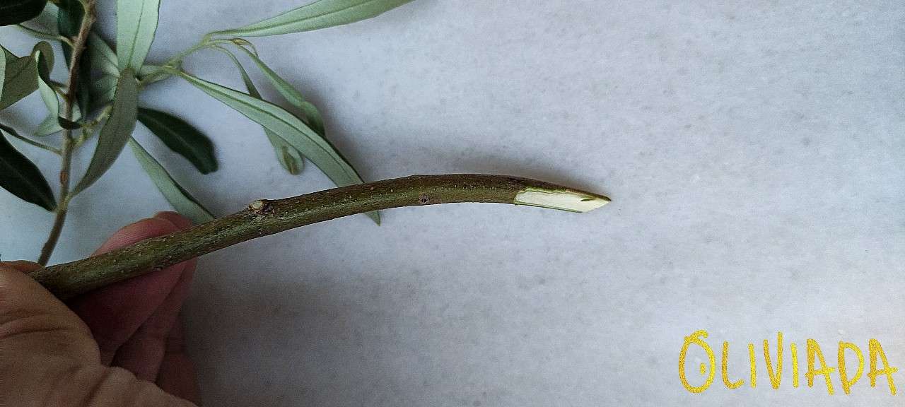 Grafting Olive Trees 4 Techniques Graft Aftercare Oliviada