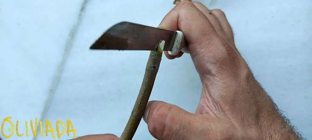 olive tree grafting scion tongue cut