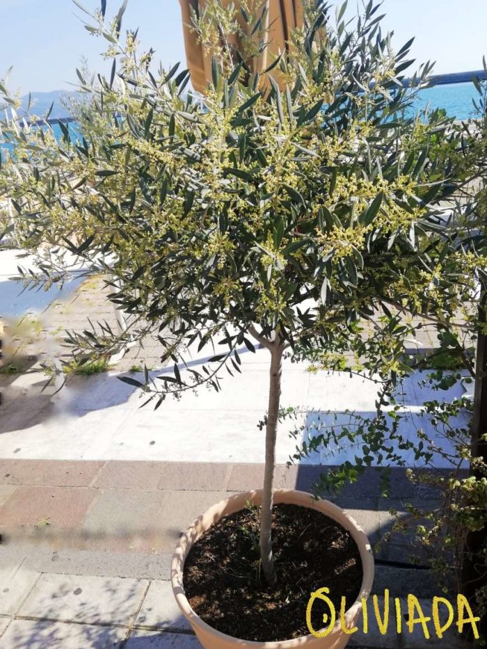 Olive Tree Lifespan How To Extend Life Cycle Of Olive Tree Oliviada