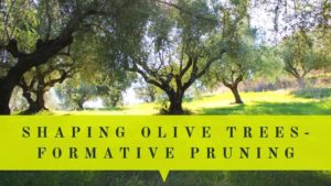 shaping olive trees formative pruning bushier olive trees