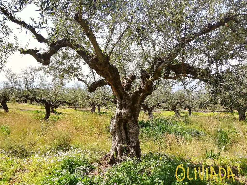 shaping open-centered olive trees