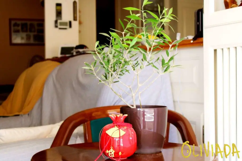 Koroneiki olive tree indoors growing and care