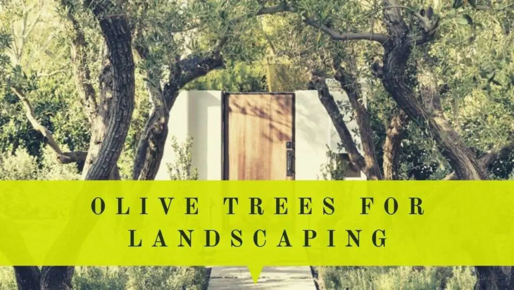 best olive trees for landscaping