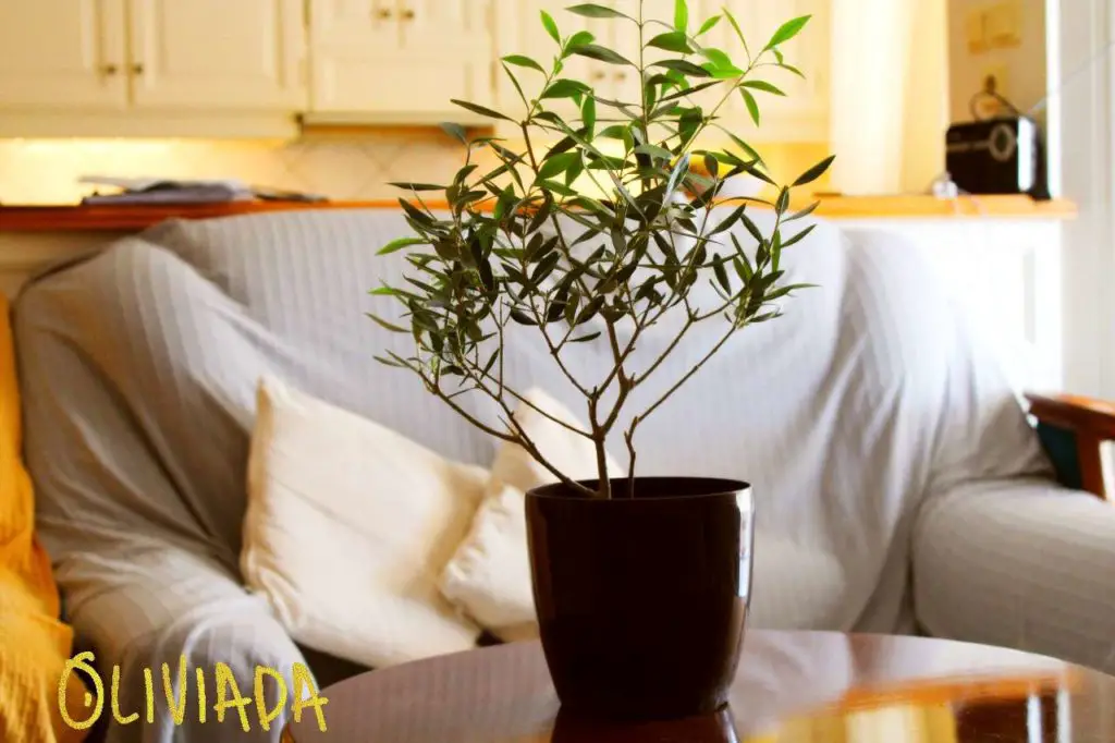growing olive tree indoors tips