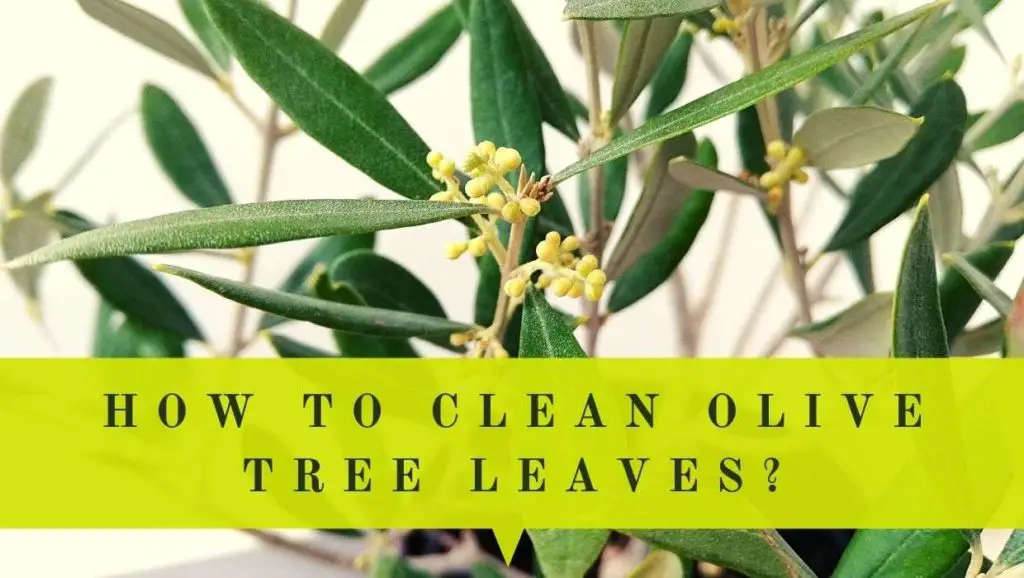 how to clean indoor olive tree leaves