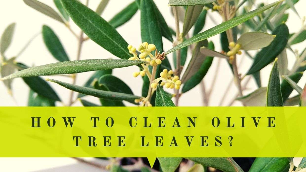 How To Clean Indoor Olive Tree Leaves In 5 Different Ways Oliviada Olive