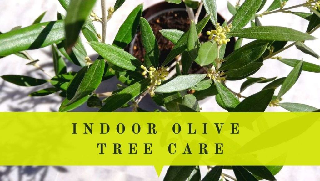 indoor olive tree care guide