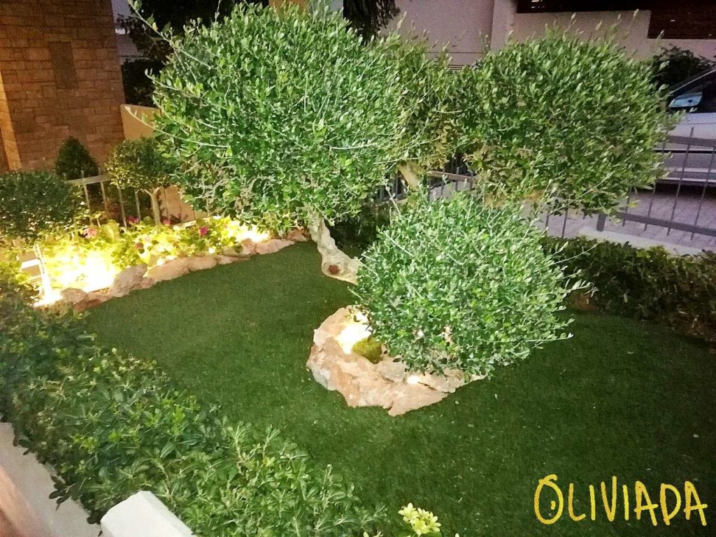 koroneiki olive tree for landscaping design