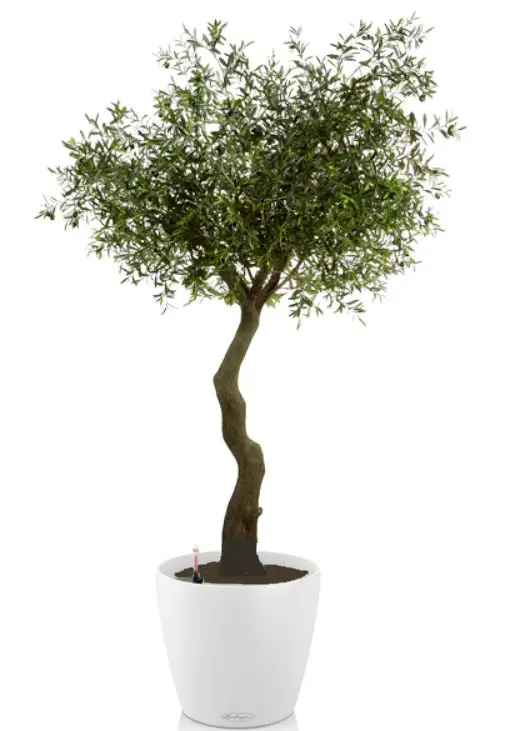 olive tree 5 1