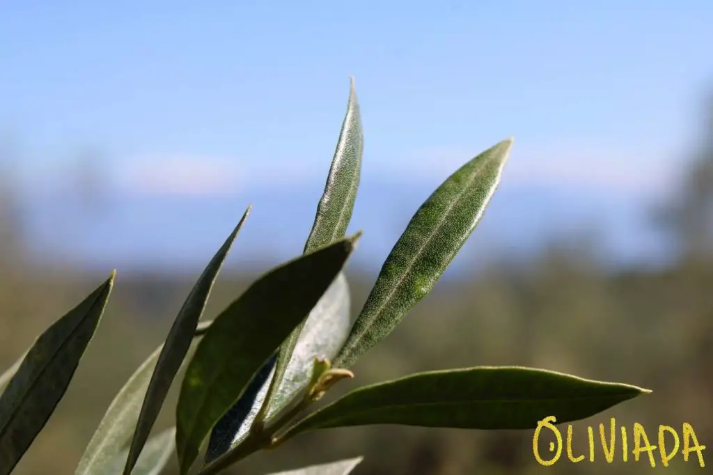 olive tree leaves dark green