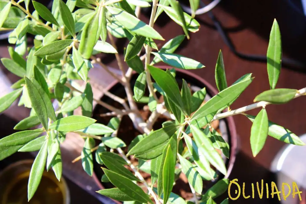 olive tree leaves start dropping when lack of water