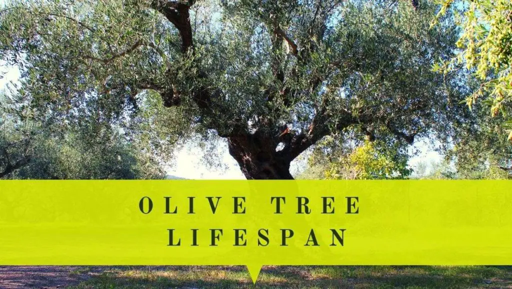 olive tree lifespan