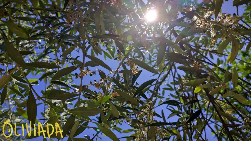 olive tree needs fullday sunlight to thrive