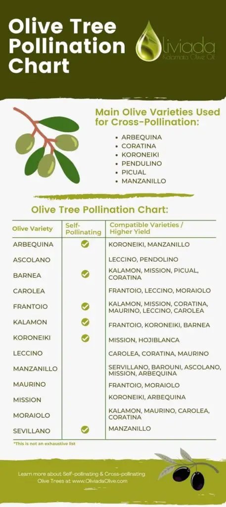 olive tree pollination chart v2 1
