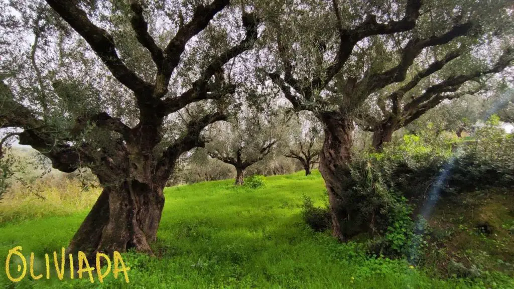 olive trees average life is 300 years