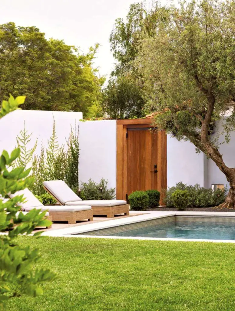 olive trees for landscape backyard pool design