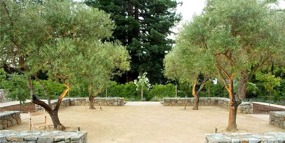 olive trees for landscaping backyard design