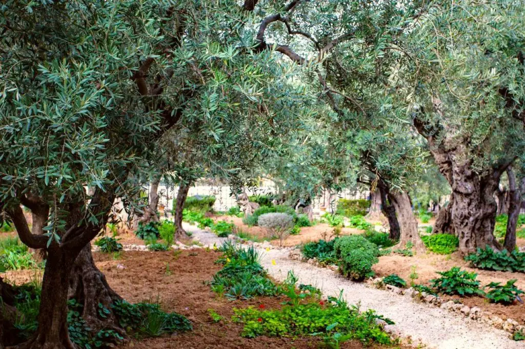olive trees for landscaping backyard garden design