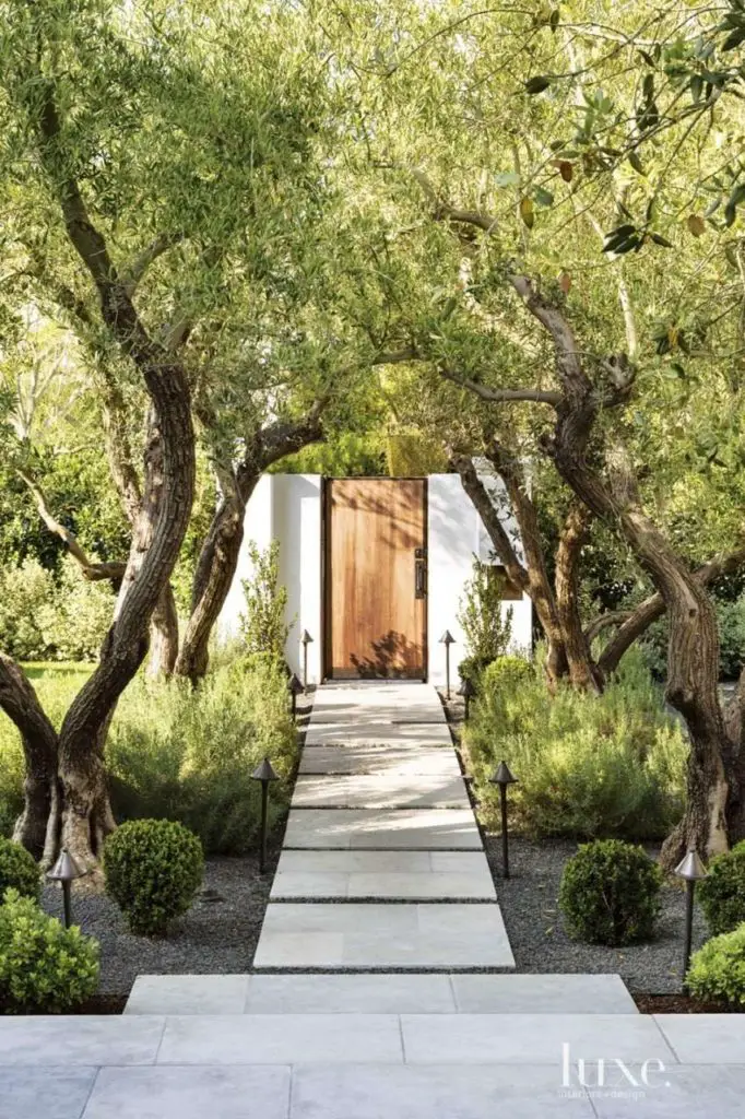 olive trees for landscaping backyard pathway design