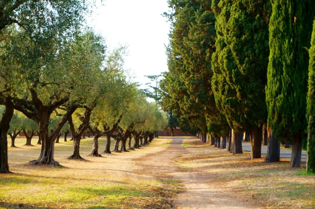 olive trees for landscaping backyard space design