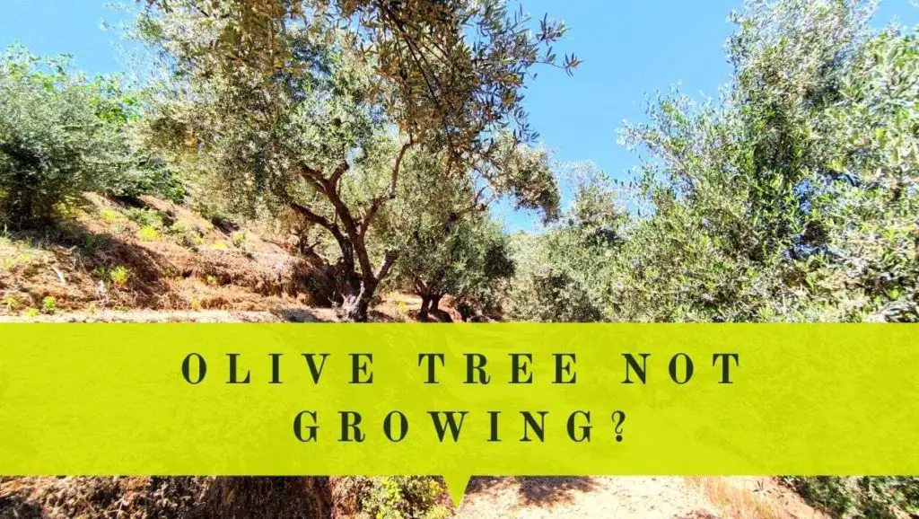 olive trees not growing or producing new leaves