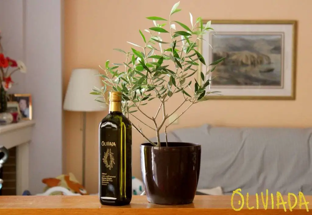 oliviada olive tree indoors and premium olive oil