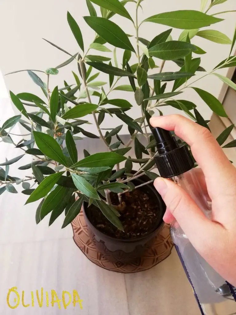 clean olive tree leaves with spray bottle mist