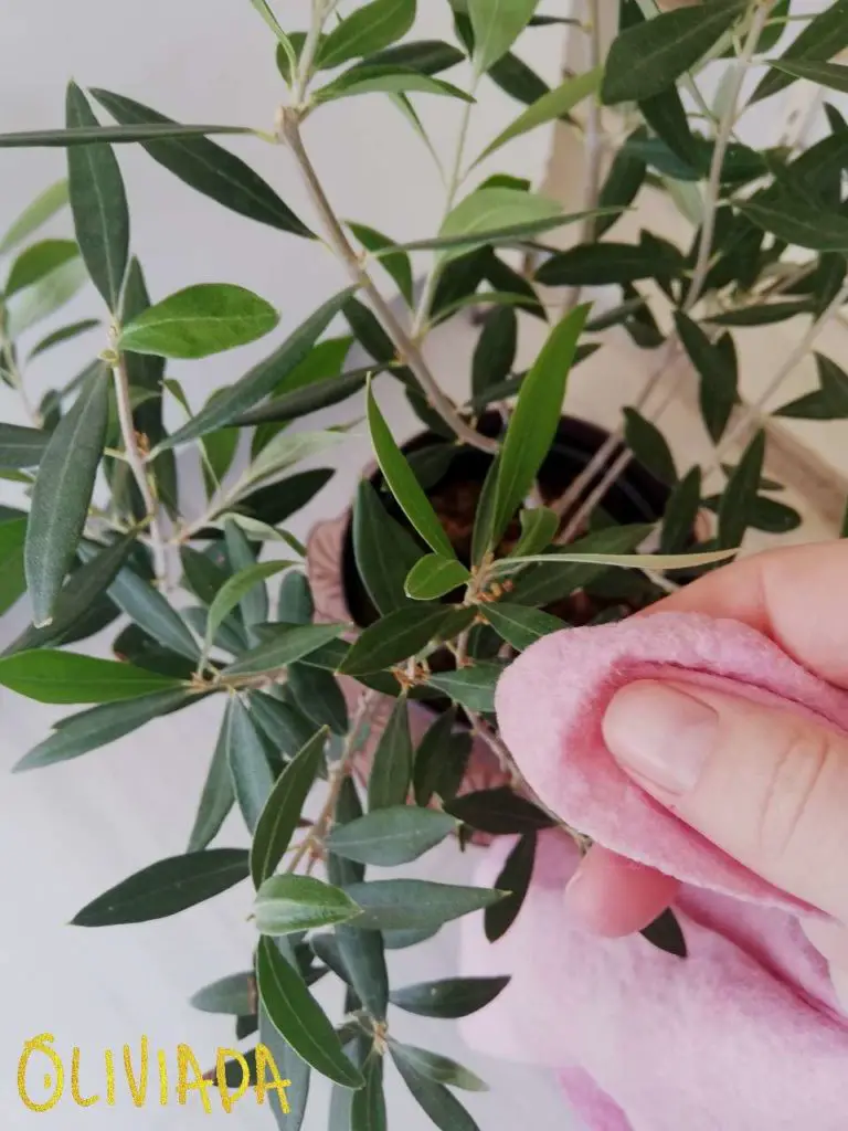remove dusts from olive tree leaves with microfiber or kitchen cloth