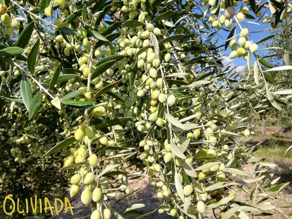 Koroneiki olive fruits