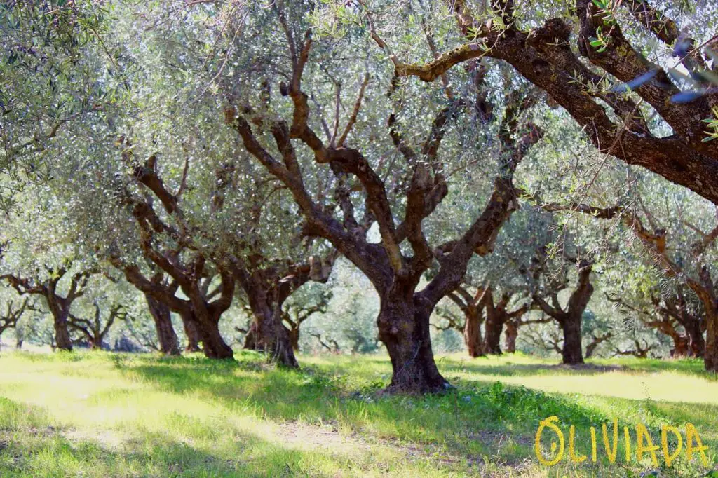Koroneiki olive tree grove in Greece 1