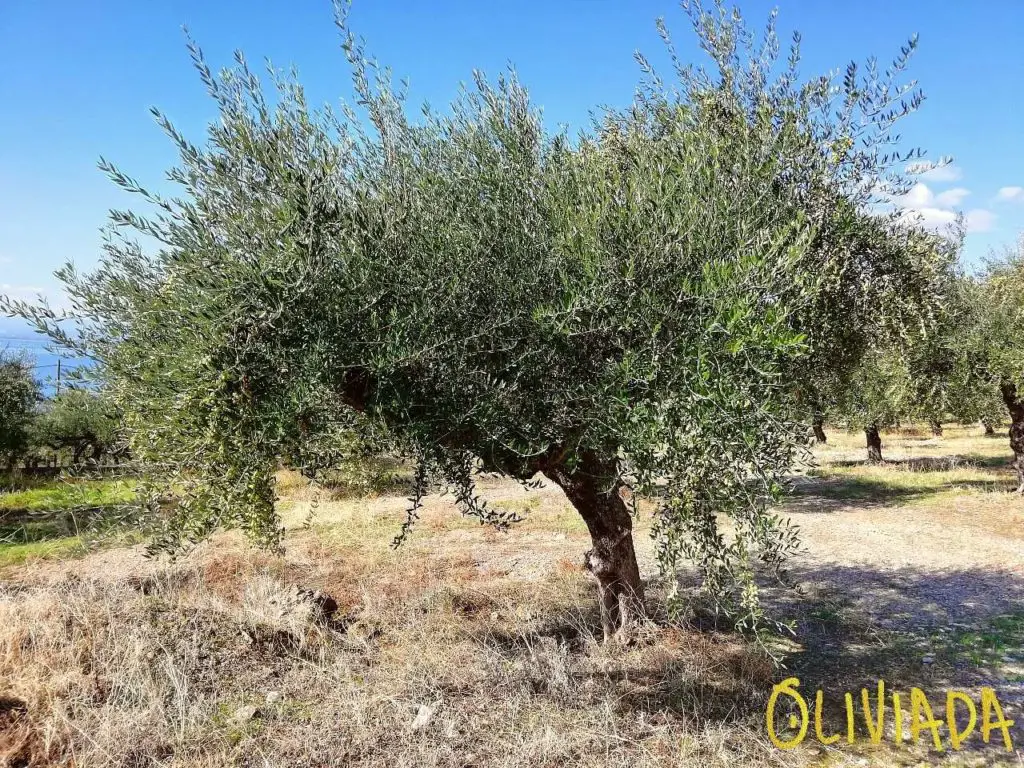Koroneiki olive tree growing conditions (1)