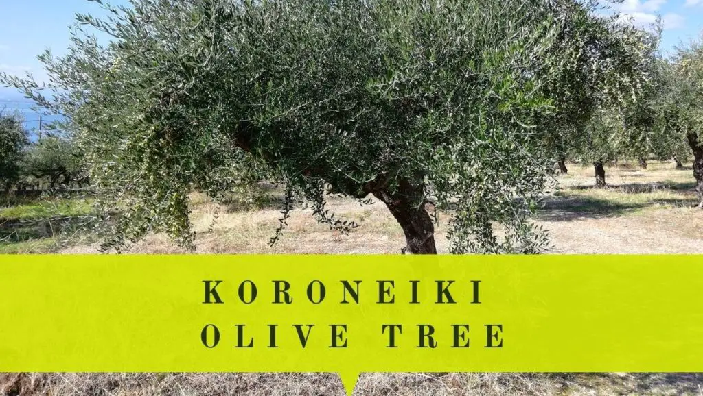 Koroneiki olive tree care growing conditions