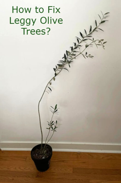 10 Common Problems with Olive Trees in Pots & Solutions Oliviada