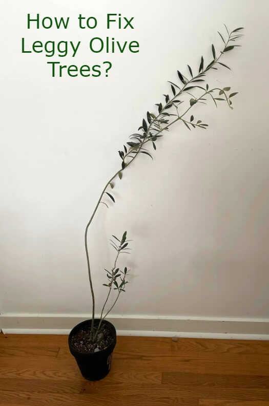 leggy olive tree 1