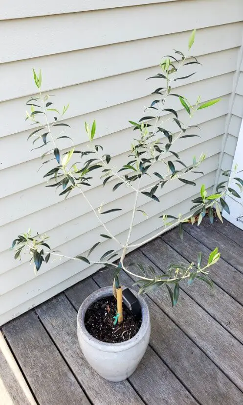 leggy olive trees 2 1
