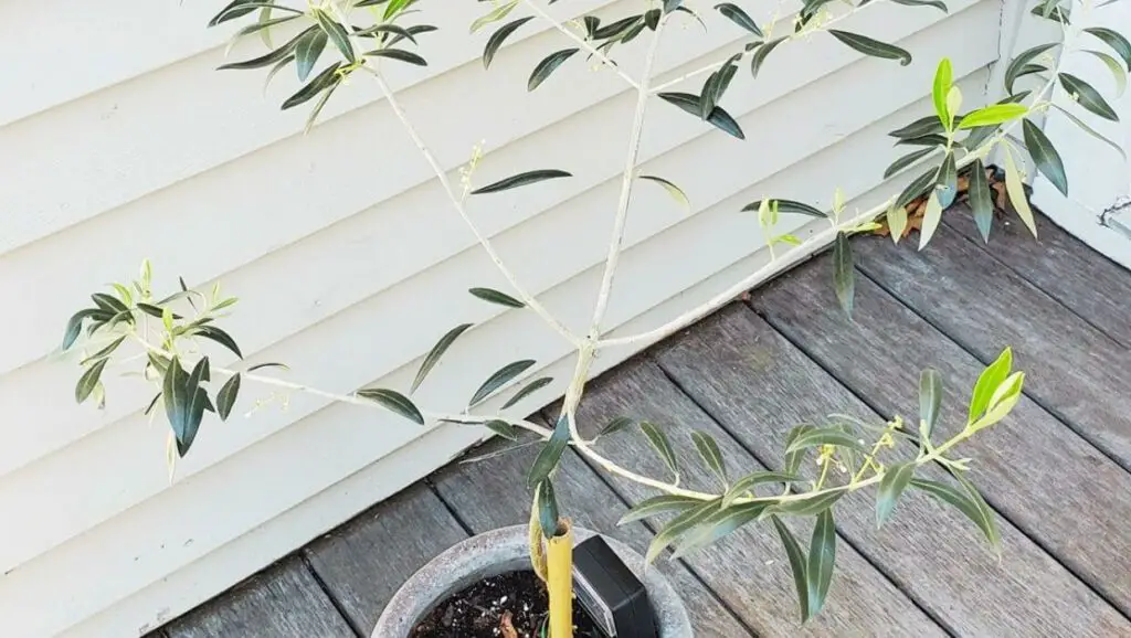 olive tree is leggy growing in a pot. A close-up photograph of an olive tree with tall, thin branches stretching upwards towards the sky. The tree appears sparse with few leaves on the leggy branches.