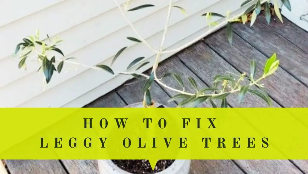 olive tree is leggy how to fix it