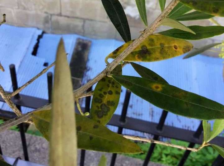 Olive tree leaves yellow with black spot example1 1