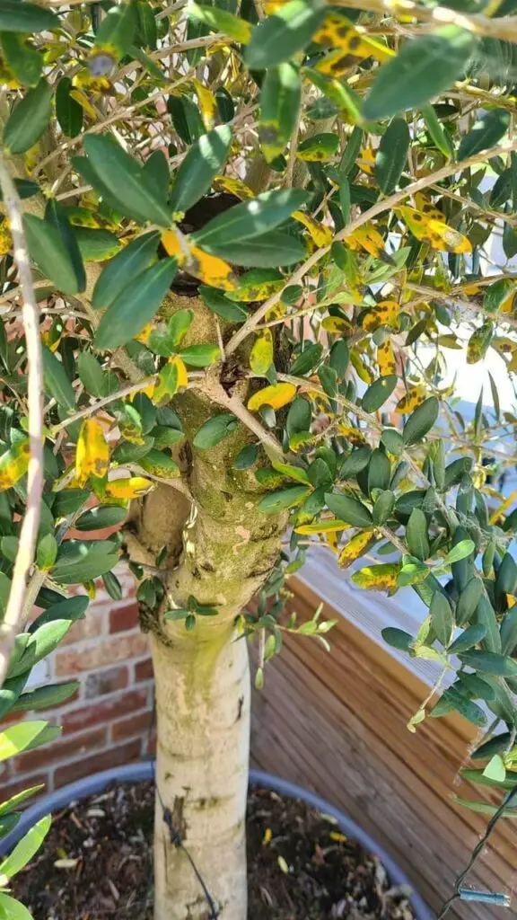 Olive tree leaves yellow with black spot example2 1