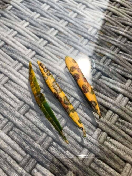 Olive Tree Leaves Yellow With Black Spots (Why And How To Fix It