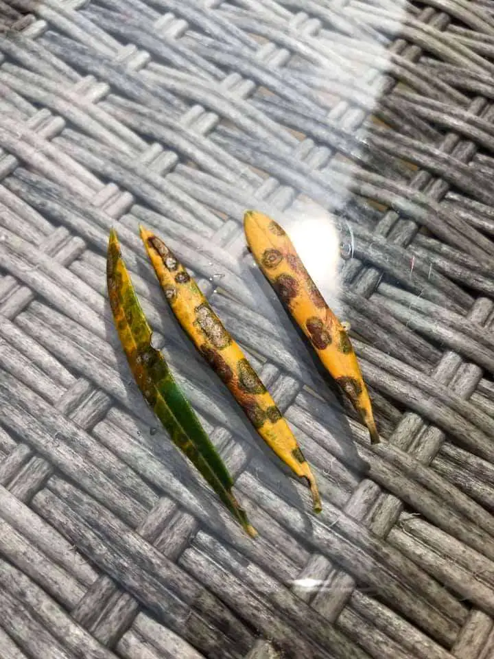 olive leaves yellow with black spots example 3 1