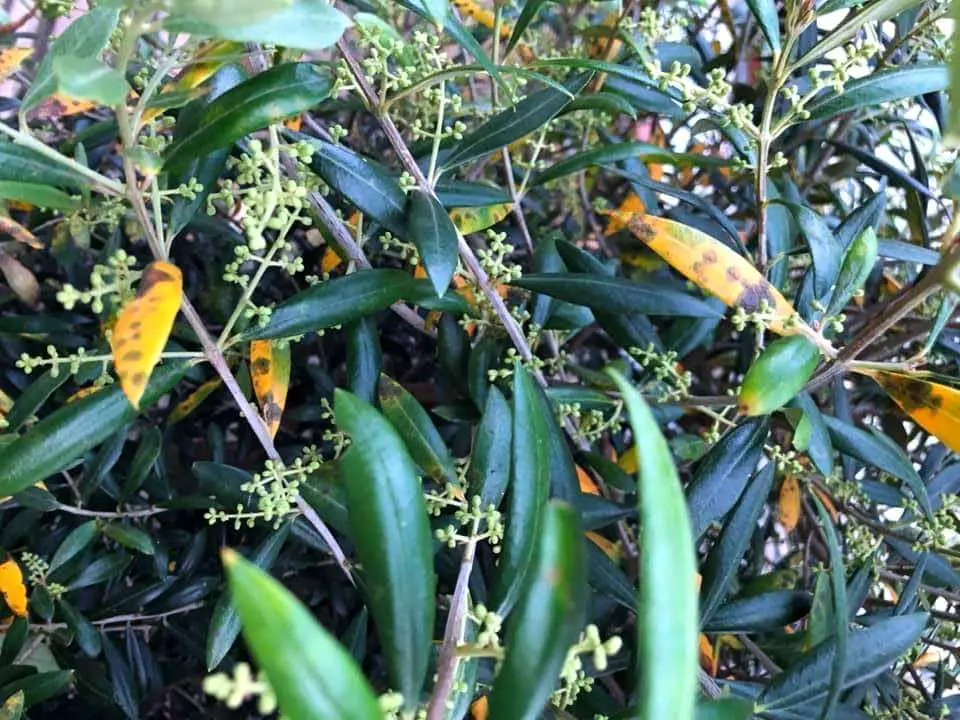 olive tree leaves with black spot example 4 1