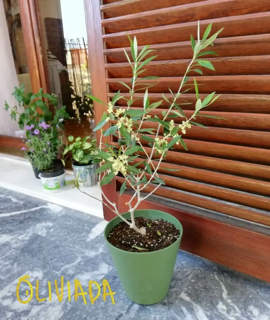 problems with olive trees in pots