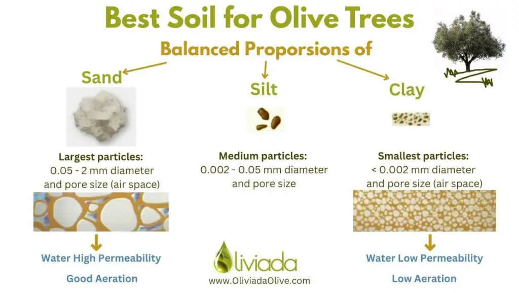 Best Soil for Olive Trees